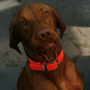 Meet your Posher, Beth